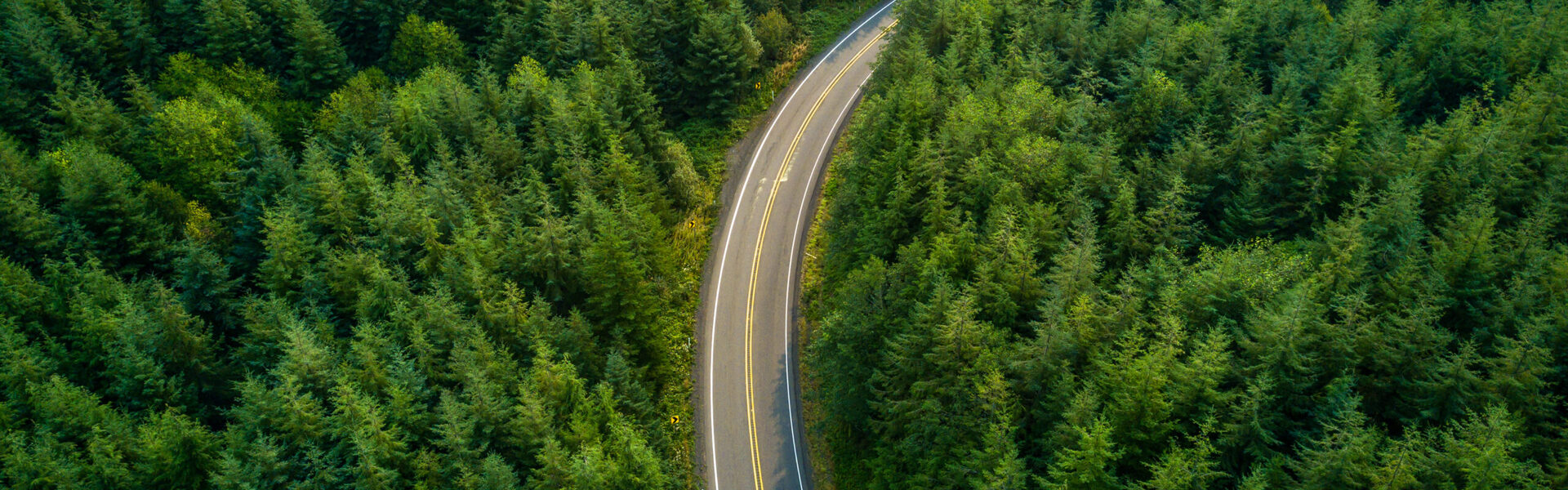 Driving Through Forest – Aerial View